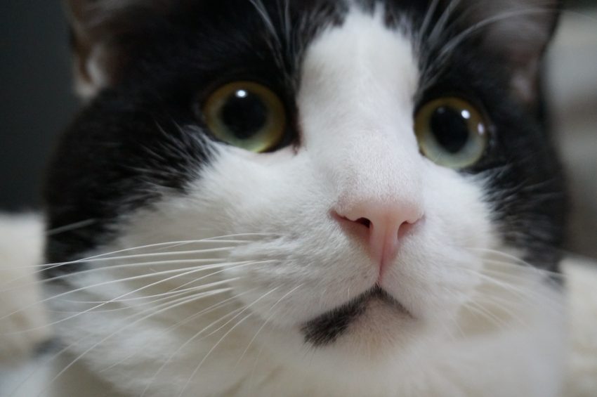 前半のアレは間違いなくハンドだな