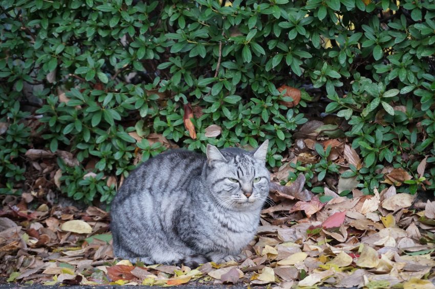 食べてるのか、食べてないのか解りません。
