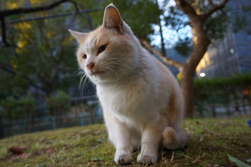 何喰わぬ顔とわぁ、まさにこのことだ。