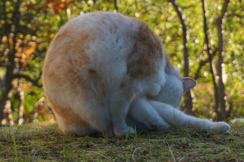 全員に新年のあいさつできました
