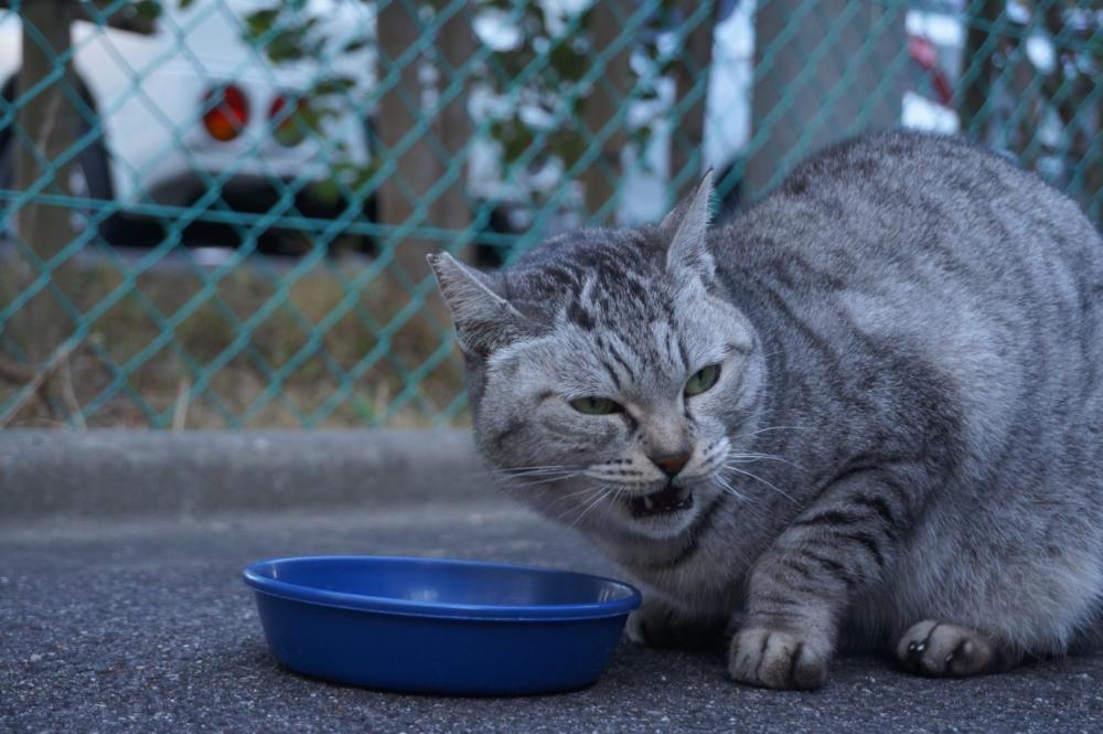 全員に新年のあいさつできました|がんばれ！わが町名古屋の地域猫