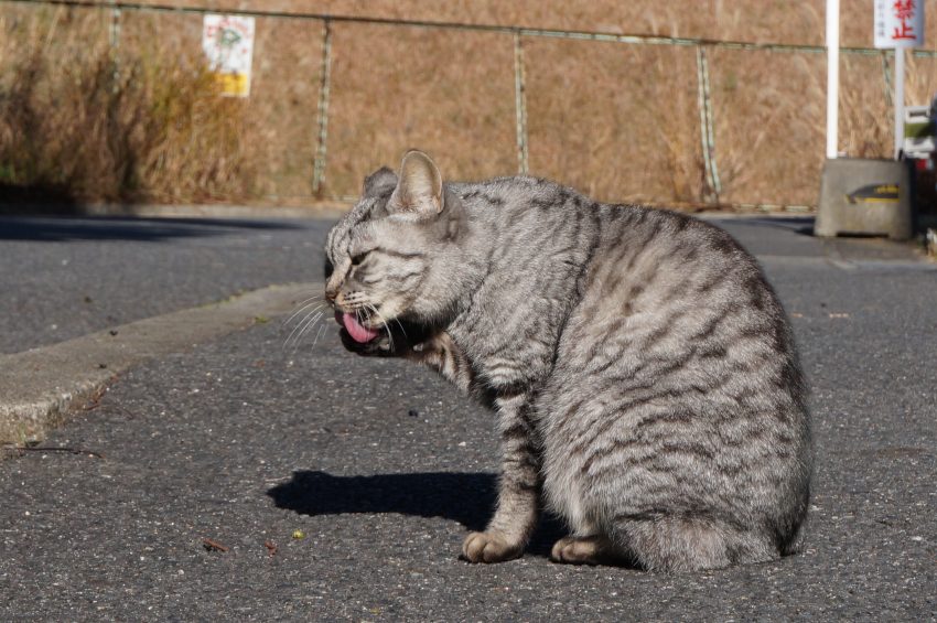 死んでるんじゃぁ・・・・
