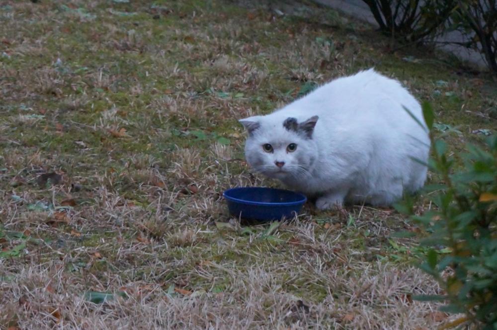 全員に新年のあいさつできました|がんばれ！わが町名古屋の地域猫