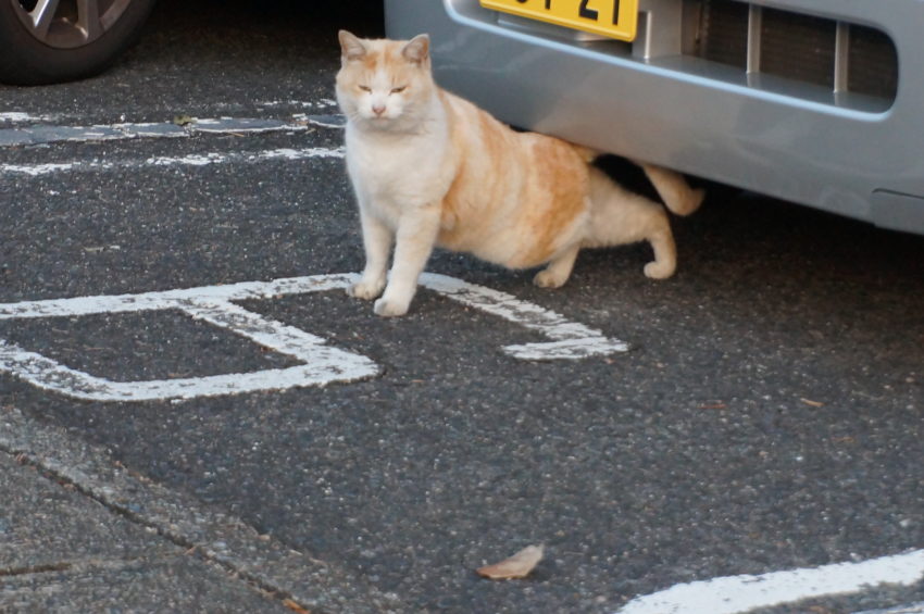 ここはヤンヤンのテリトリーだったのに・・・・。