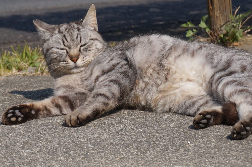 トラ親子はいつも一緒。