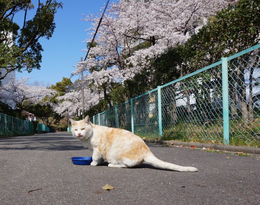 今年の桜も終わりです、あと何回満開の桜が・・・・・。