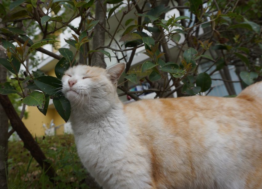 捨て猫（仔猫）です、仔猫は久しぶり。