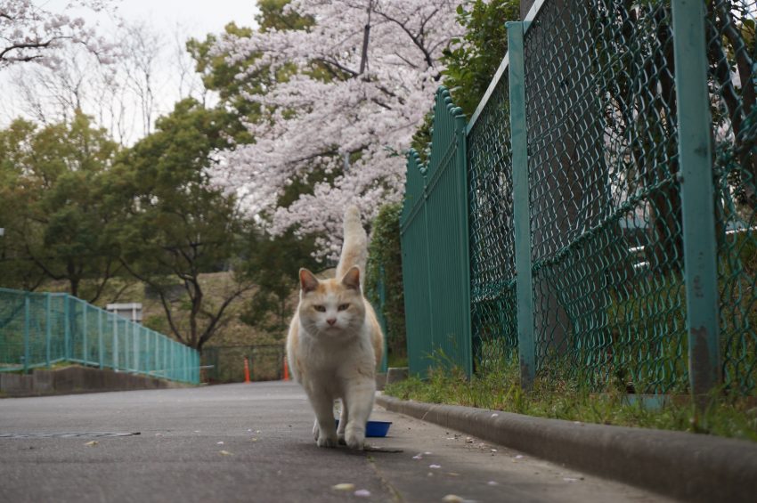 『　平成　』、最後の桜が満開になりました。