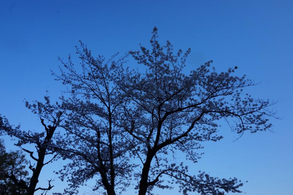 今年の桜も終わりです、あと何回満開の桜が・・・・・。|がんばれ！わが町名古屋の地域猫