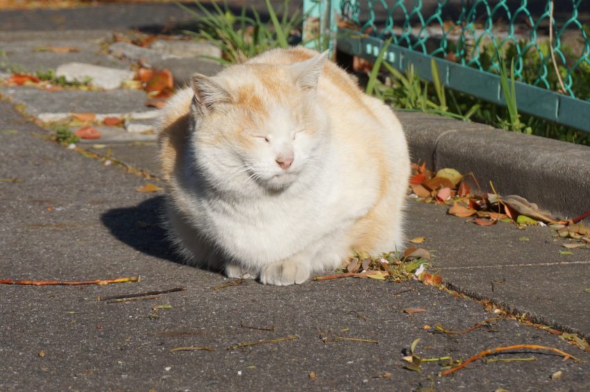 またまた、ヤンヤン失踪です。