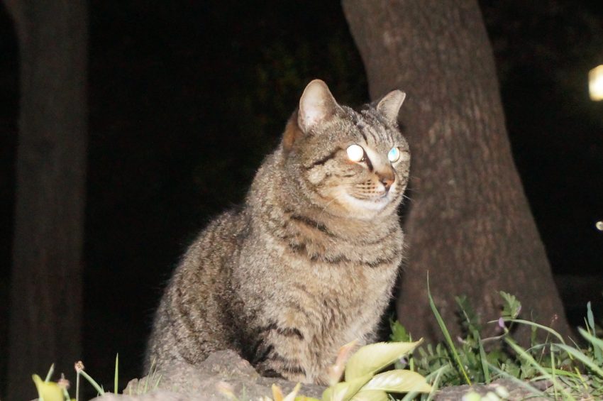 心配していたが、トラ現る。