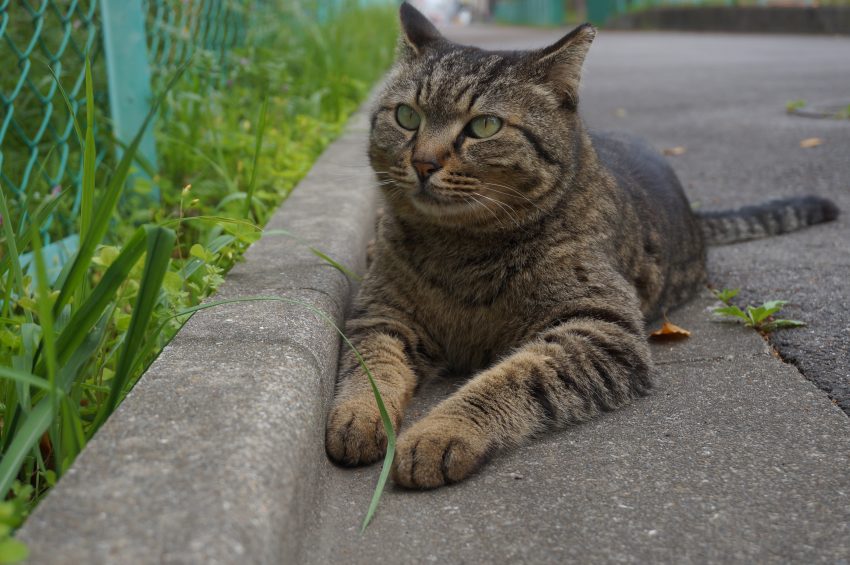 トラが毎日、黒い二つの影に怯える。