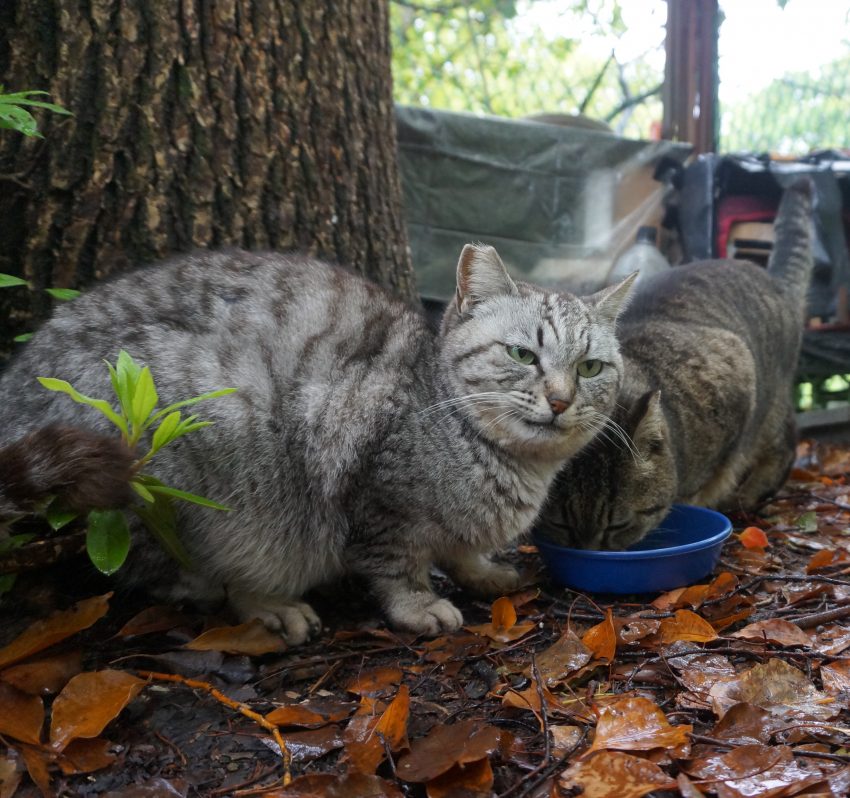 謎の捕獲機？　獲物は何？