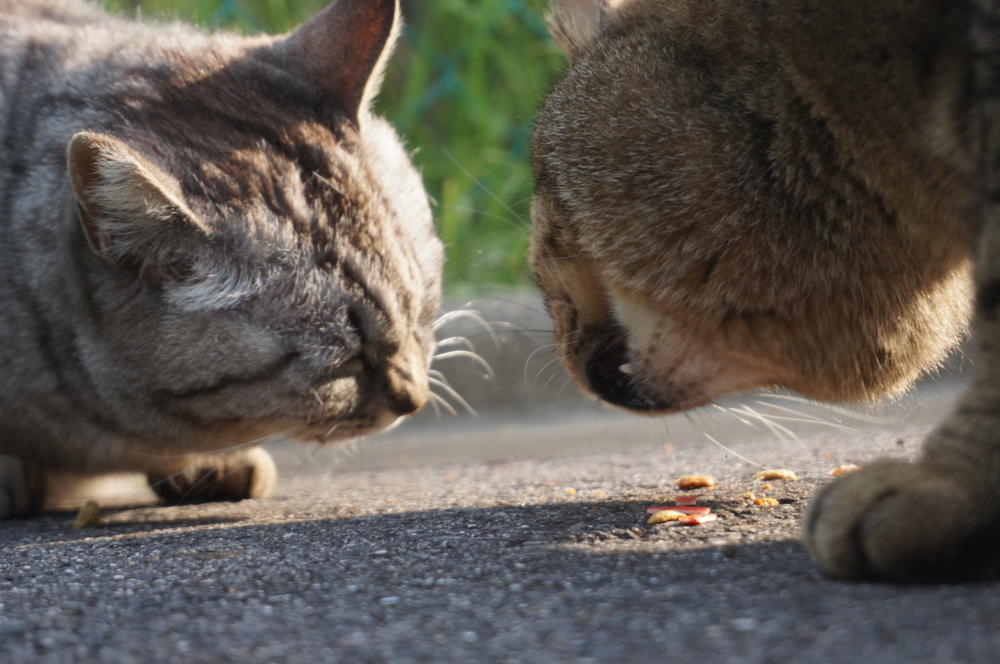 いつも早起きのトラが・・・・・・。|がんばれ！わが町名古屋の地域猫
