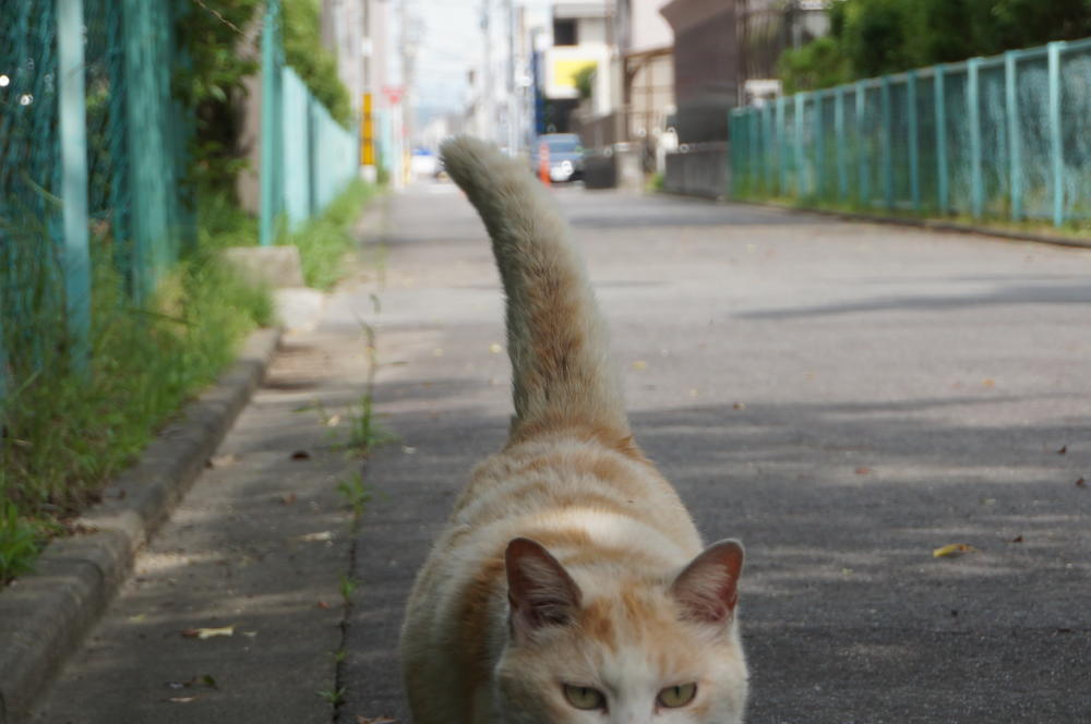 ヤンヤン危うし、連れ去り寸前・・・・・。|がんばれ！わが町名古屋の地域猫