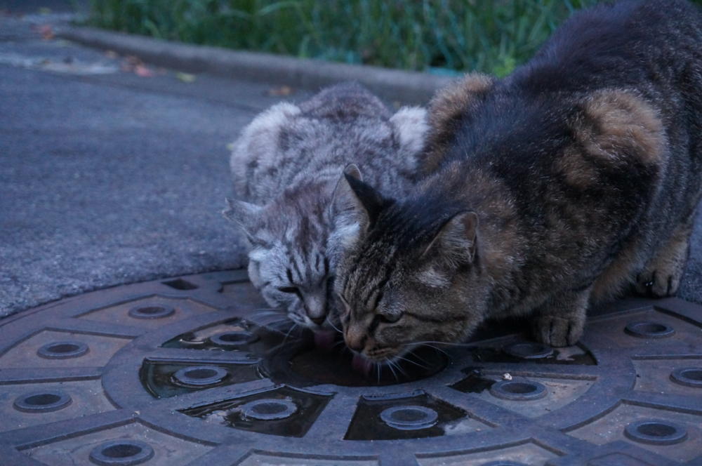 トラとココ（愛想なし）母娘の深い愛情|がんばれ！わが町名古屋の地域猫