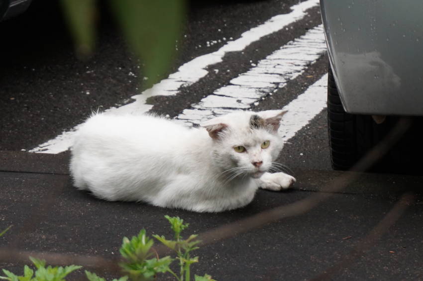 ヤンヤン・ニュートラをかわいがっていただいてる方へ|がんばれ！わが町名古屋の地域猫