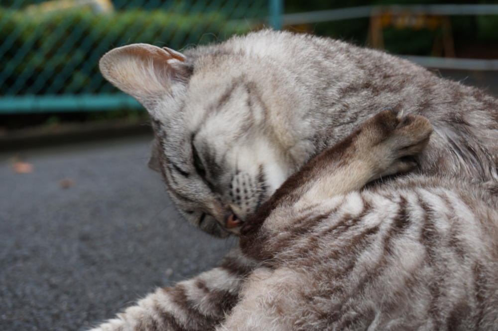 ニュートラの変貌が凄い！！|がんばれ！わが町名古屋の地域猫