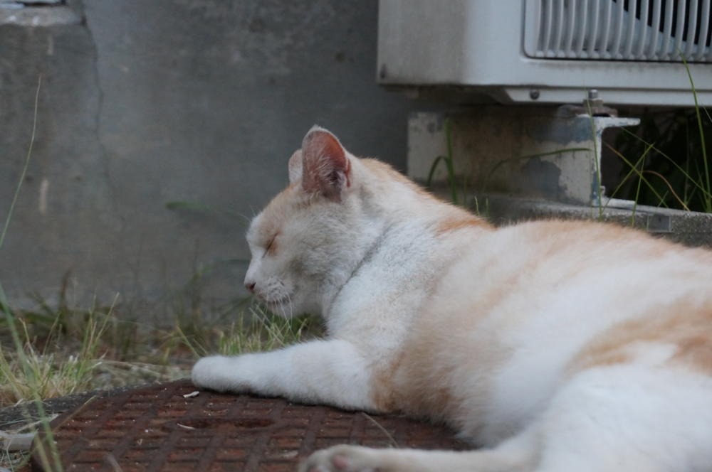 ブシャーガブァーワァガァー、深夜に轟く・・・・・・。|がんばれ！わが町名古屋の地域猫