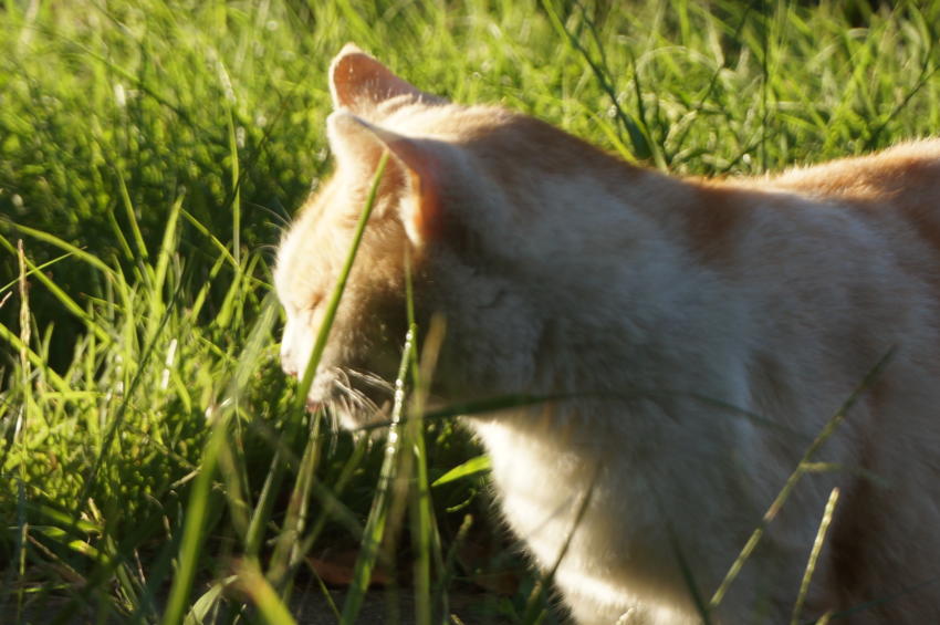 ヤンヤン、珍しいところから現る