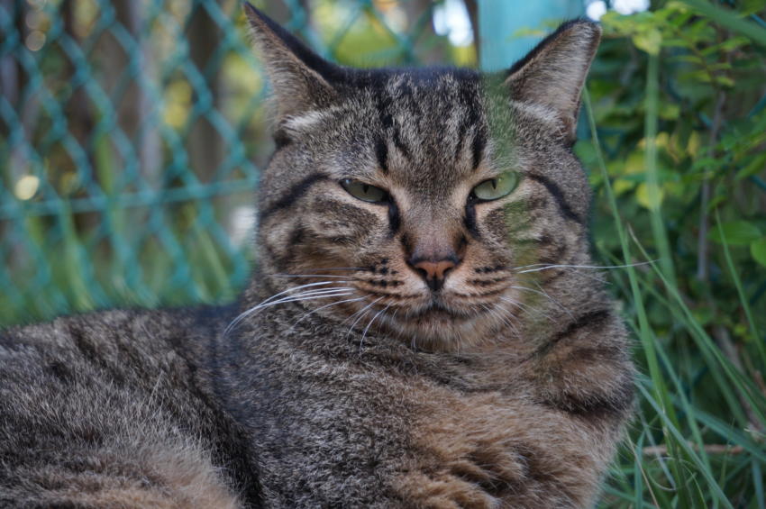 トラの様子がおかしい
