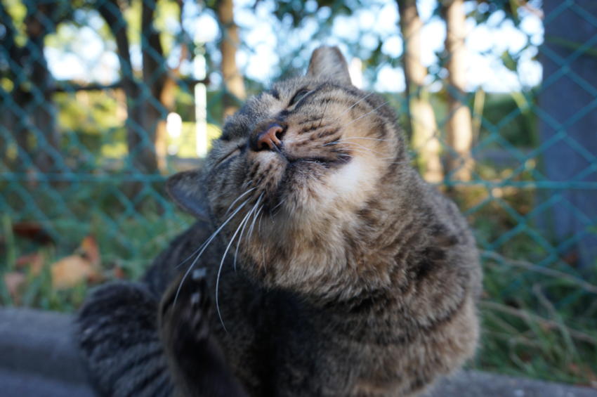 秋の長雨？　ご飯が遠のく
