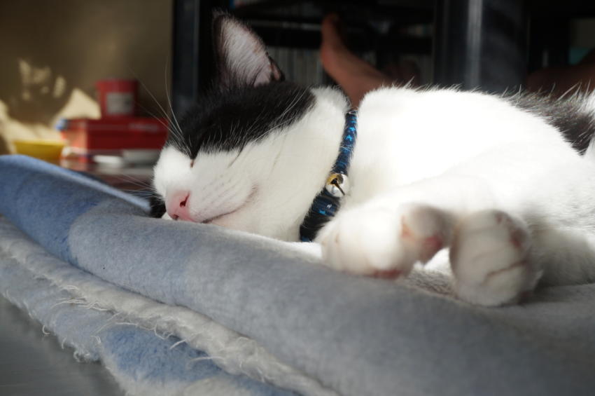 まーーーめんどくさかった・・・サイトのAMP対応（泣）