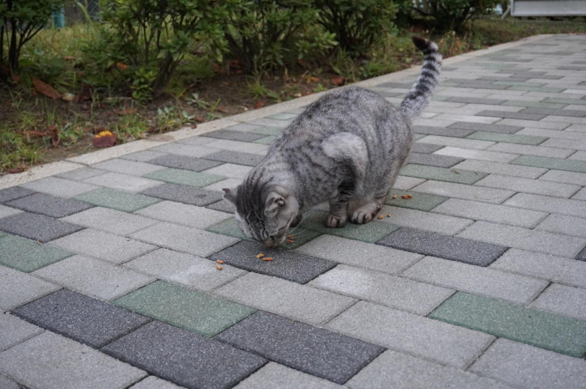 雨が上がって・・・写真と動画追加|がんばれ！わが町名古屋の地域猫