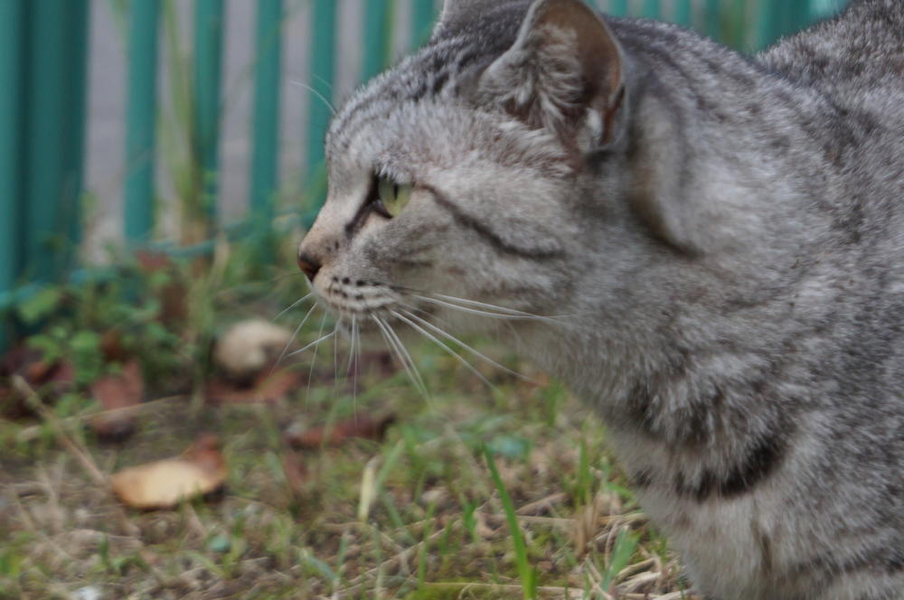 ニュートラは解りやすい・・・・|がんばれ！わが町名古屋の地域猫