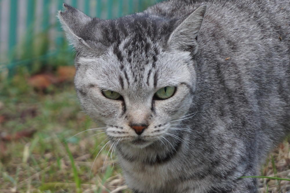 ニュートラは解りやすい・・・・|がんばれ！わが町名古屋の地域猫