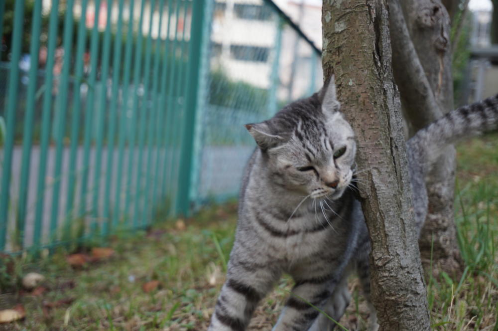 ヤンヤン、珍しいところから現る|がんばれ！わが町名古屋の地域猫