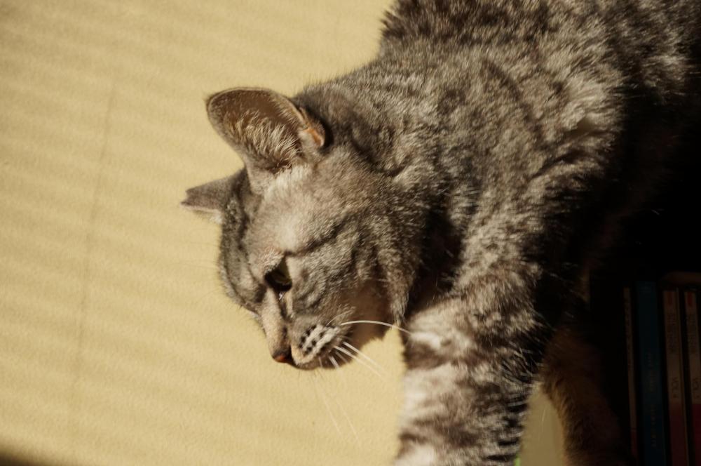 考え方次第で、猫の事すきなんだから・・・。|がんばれ！わが町名古屋の地域猫