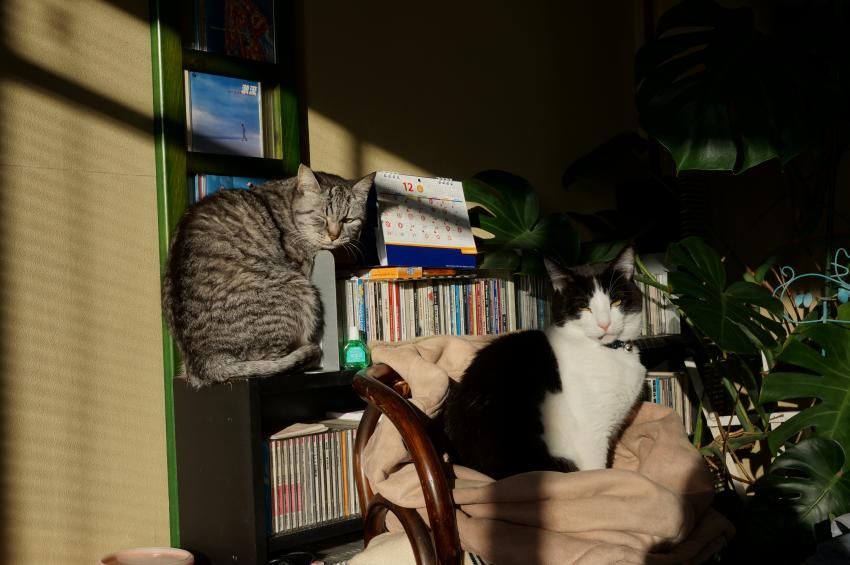 令和2年、明けましておめでとうございます