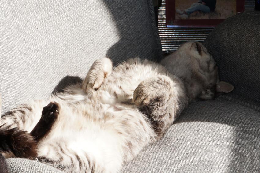 プロフィールページへ2020版の写真集追加しました|がんばれ！わが町名古屋の地域猫