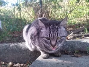 地域猫　名古屋　愛想なし