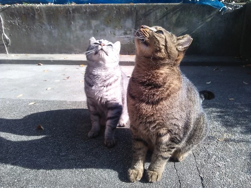 また捨て猫保護・・・どうなってるの？？