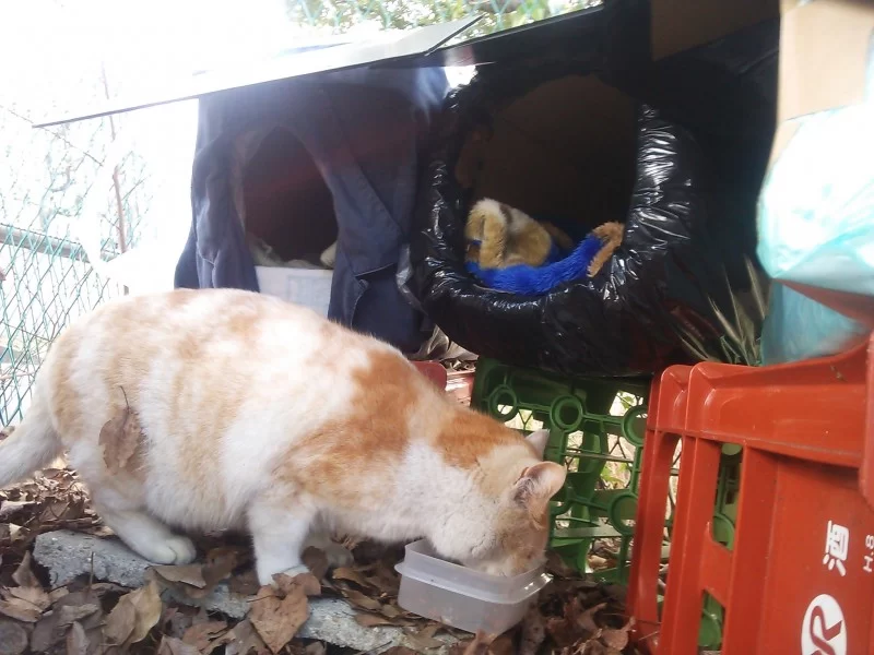 地域猫　名古屋　ヤンヤン