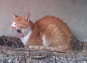 地域猫 名古屋 茶 地域猫 名古屋 茶
