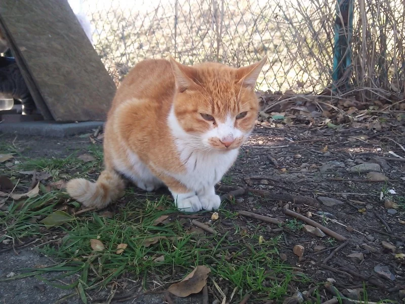 地域猫　名古屋　茶