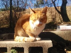 地域猫 名古屋 茶 地域猫 名古屋 茶