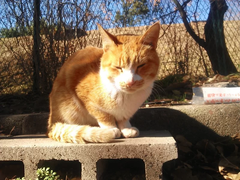 地域猫　名古屋　茶
