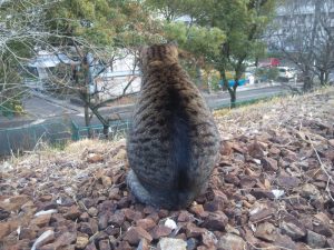 地域猫　名古屋　トラの写真