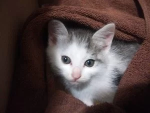 今年、2度目の同じ親の仔猫? 今年、2度目の同じ親の仔猫?