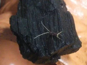 鈴虫の幼虫「延礽君（ヨニングン）」現る