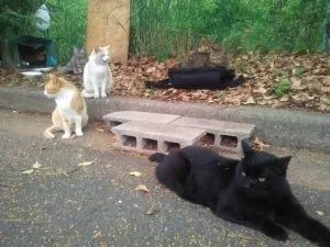 犬猫の遺棄は犯罪です!! 犬猫の遺棄は犯罪です!!