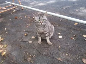通称「加藤一二三氏 野良猫餌やり裁判」って知ってる? 通称「加藤一二三氏 野良猫餌やり裁判」って知ってる?