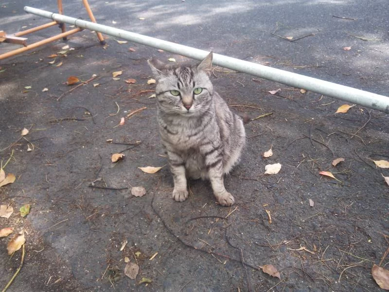 通称「加藤一二三氏　野良猫餌やり裁判」って知ってる？