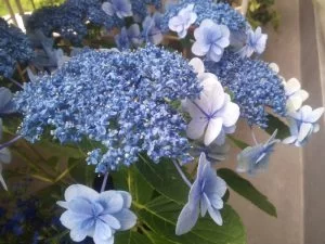 紫陽花の花が早くも終了したので刺し芽に挑戦！