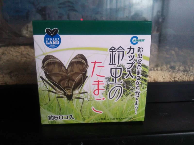 鈴虫の卵を購入しました
