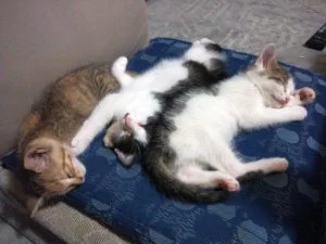 仔猫保護から里親さんのところに行って・・・・。